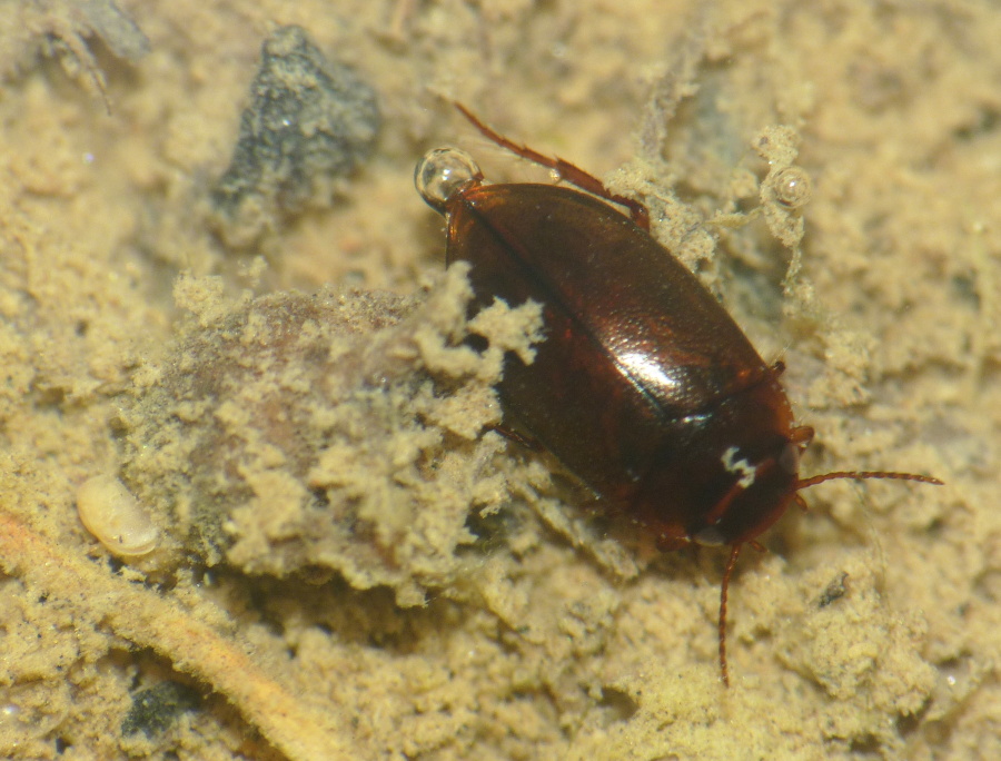 Ostracoda